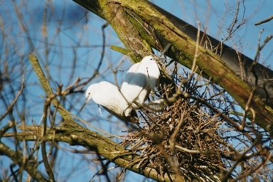 20030322419 blijdorp witte vogels